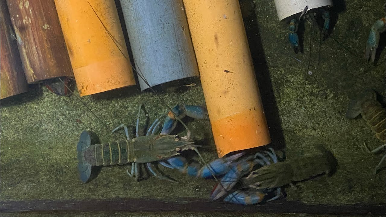 Our crayfish pond during night time