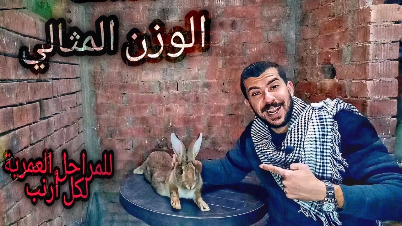 اعرف عمر الارنب ووزنه المثالي بالميزان