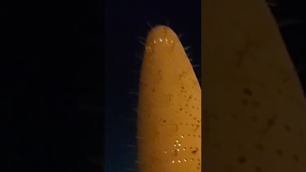 Pigeon Towers In Qatar