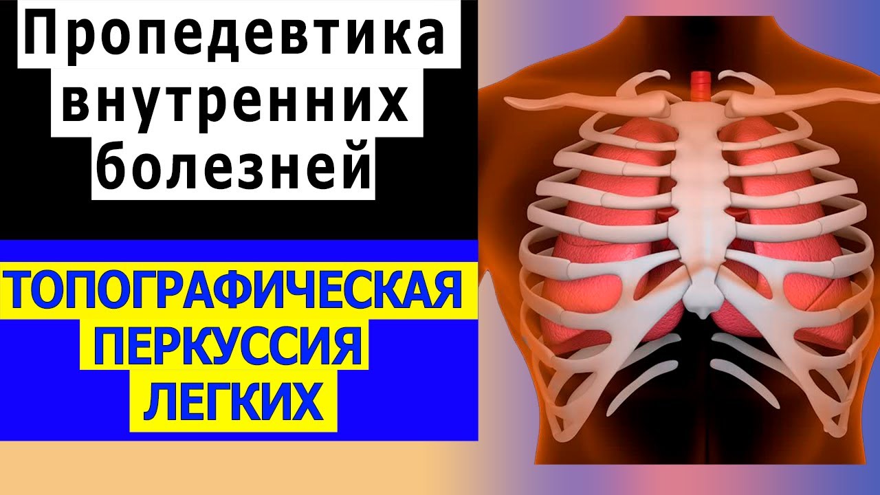 Пропедевтика внутренних болезней | Топографическая перкуссия легких