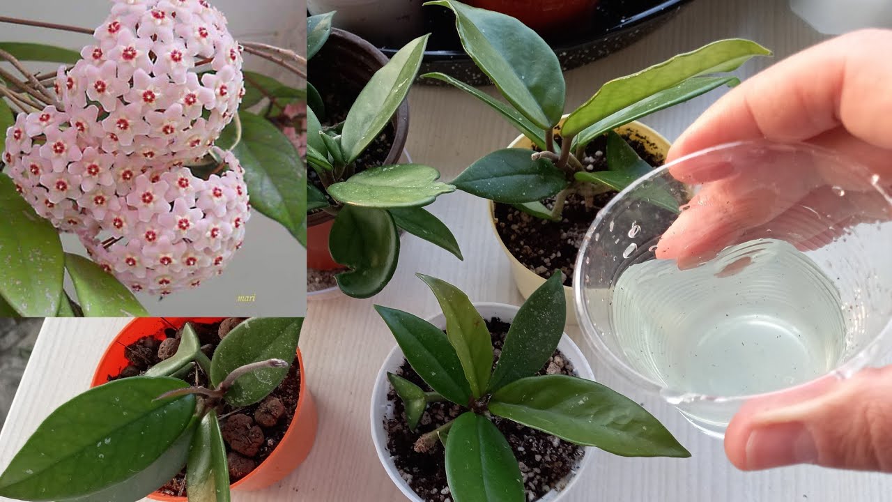BUNU VERDİM MUM ÇİÇEĞİM COŞTU / HOYA ÇİÇEĞİ BAKIMI / MUM ÇİÇEĞİ BAKIMI / MUM ÇİÇEĞİ ÇOĞALTMA 🌱