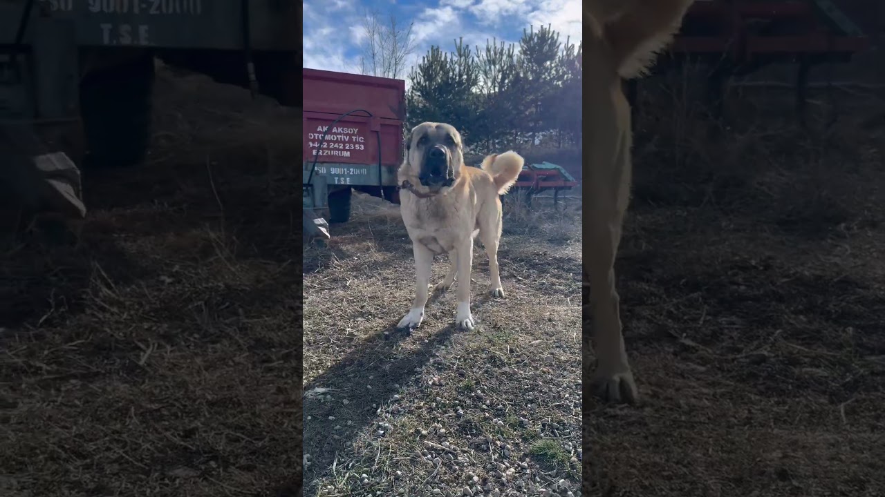 DİKKAT ⚠️ #kangal #kangaldogs #k&ouml;pek #animals #shortvideo #wolf #alabai #nature #cat #shorts