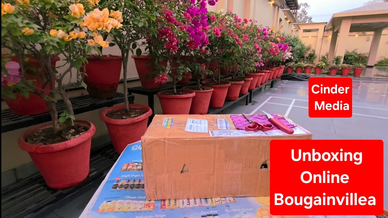 Unboxing Bougainvillea bought Online and potting in Cinder Media