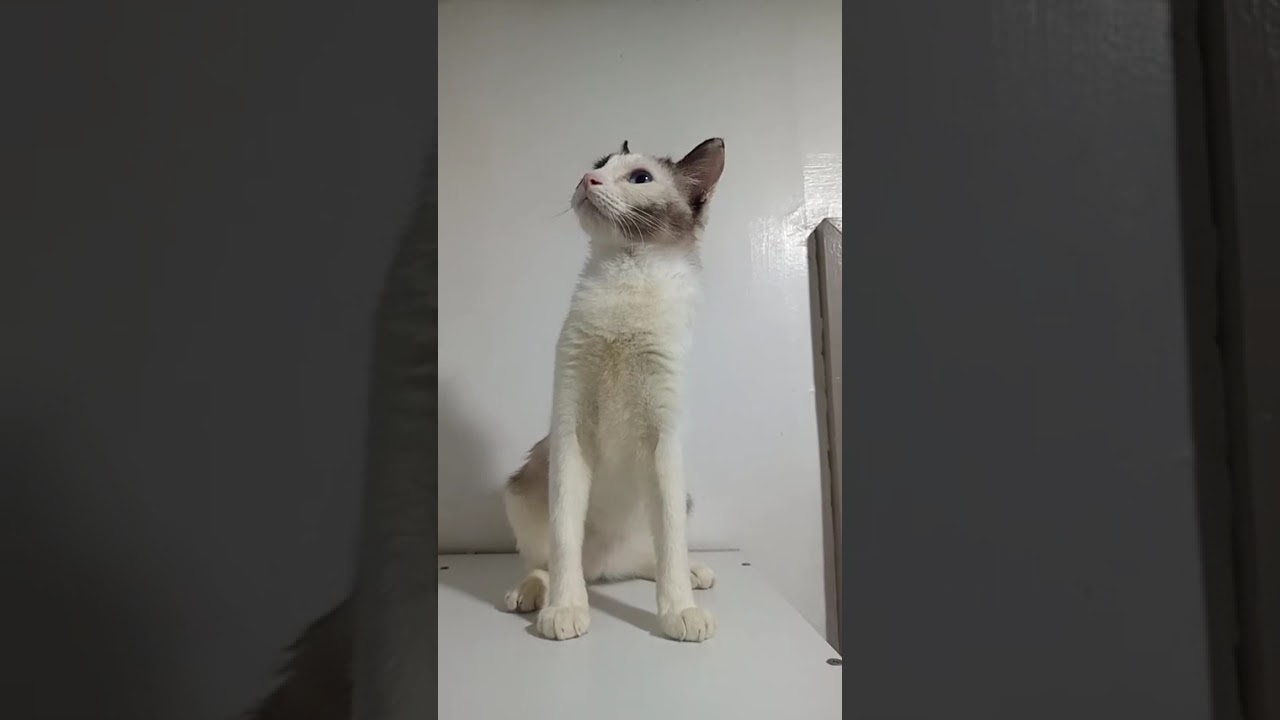 Letting my cat explore above the cabinet 