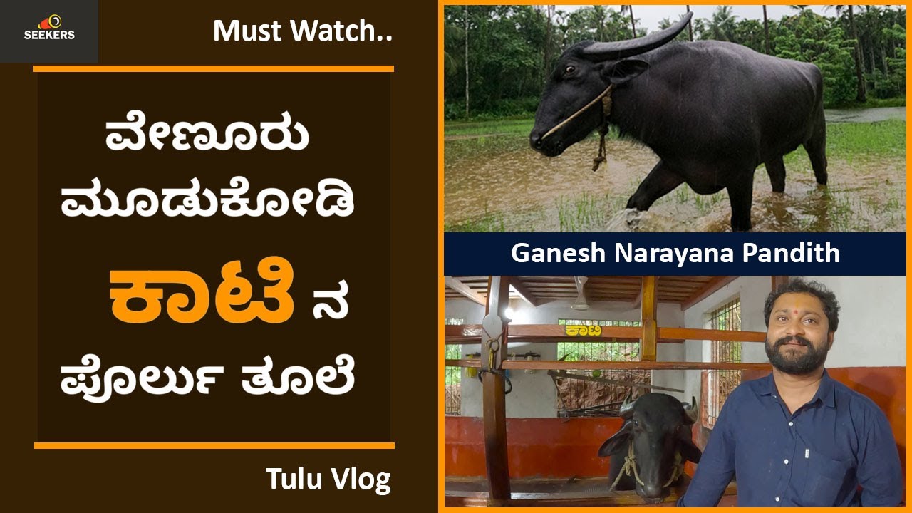 Venoor Moodukodi KAATI Na Porlu | Ganesh Narayana Pandith | Kambala | Kaati | Tulu Vlog | Seekers |