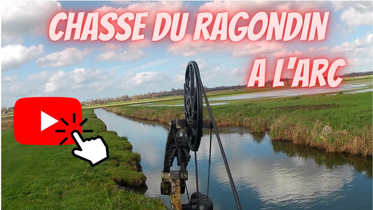 Chasse du ragondin et du rat musqué à l'arc