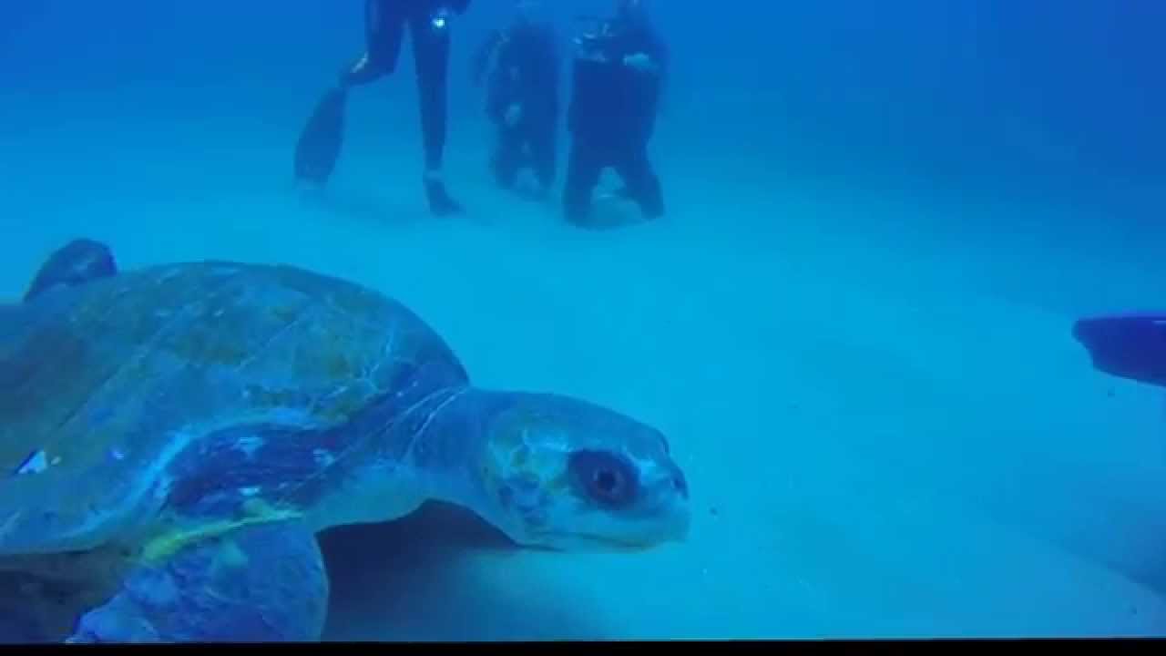 Turtle Save Cabo San Lucas