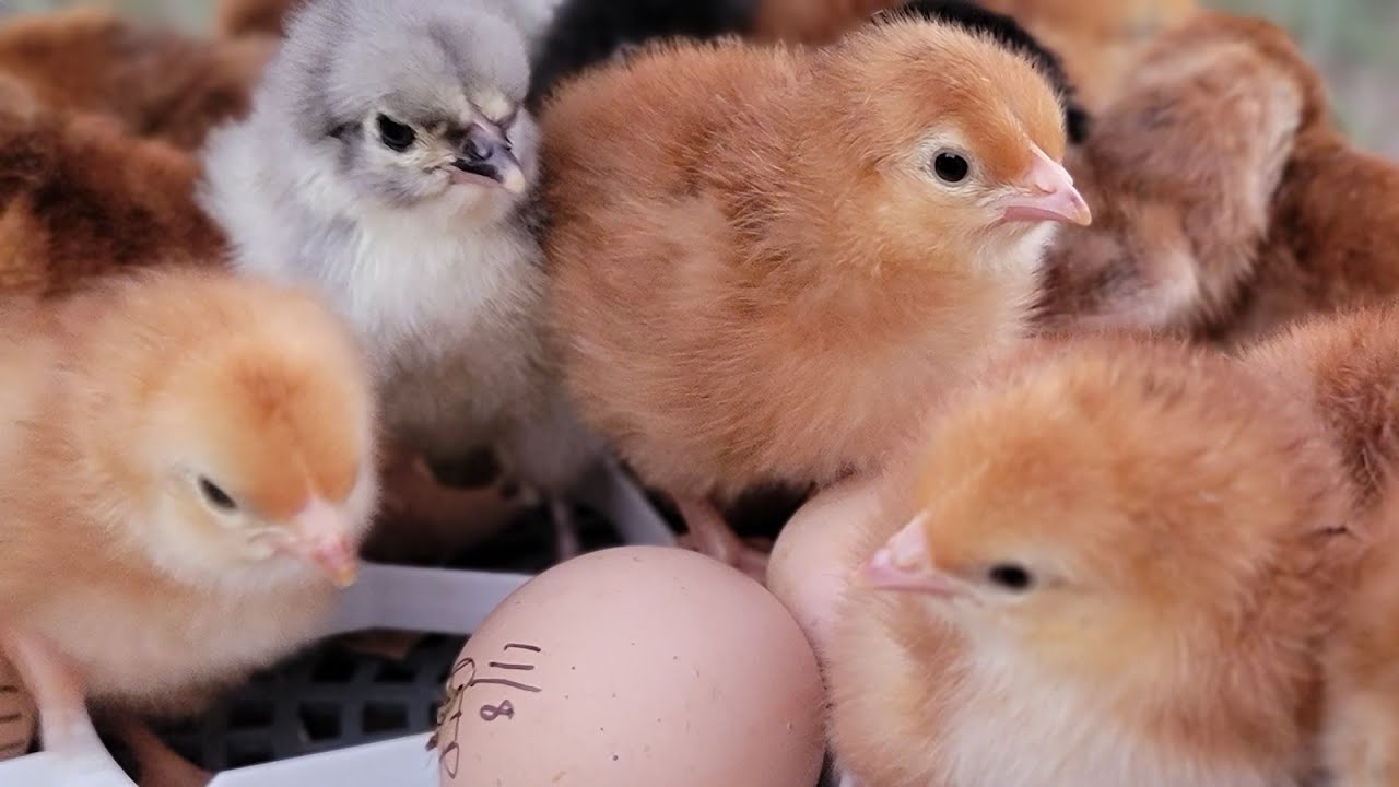 We've Been A Little Busy!  Berry Farm's Has Been Growing. Farm Fresh Eggs and Hatching Chicks. 🪺🥚🐣🐥