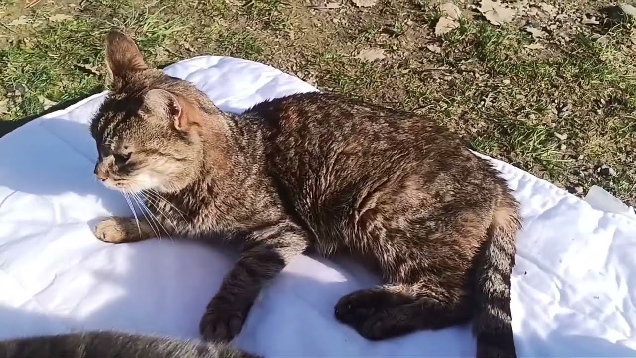 Je continue de donner des nouvelles des chats pour lesquels vous m'en avez demandé avec Madeline.