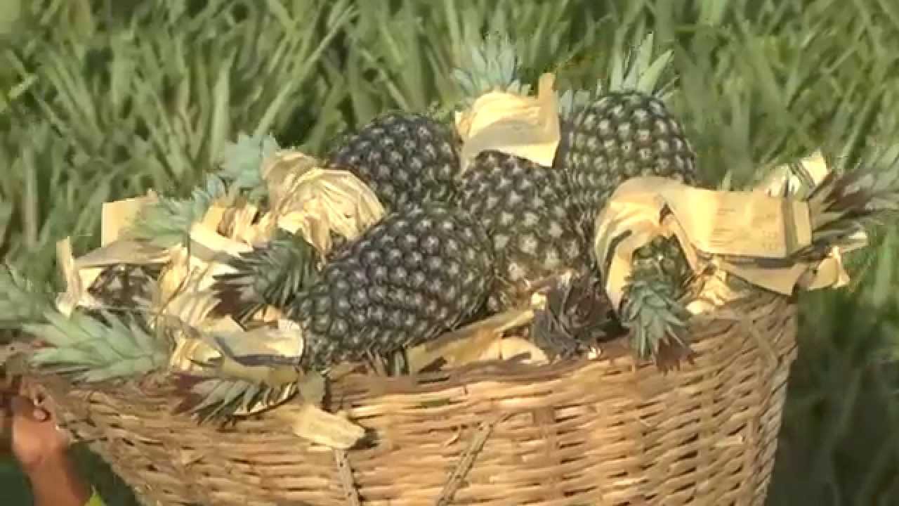 Abacaxicultura em São Domingos do Maranhão e o SENAR.