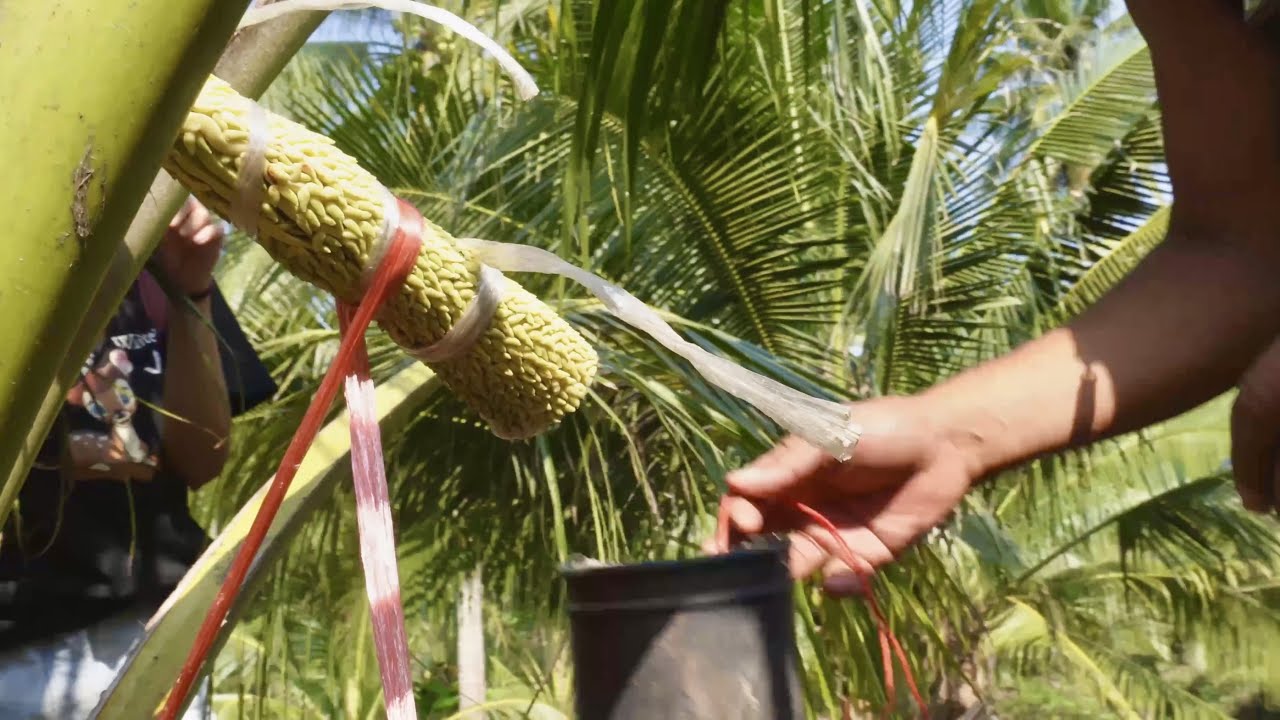 amazing production of coconut sugar and syrup-thai food