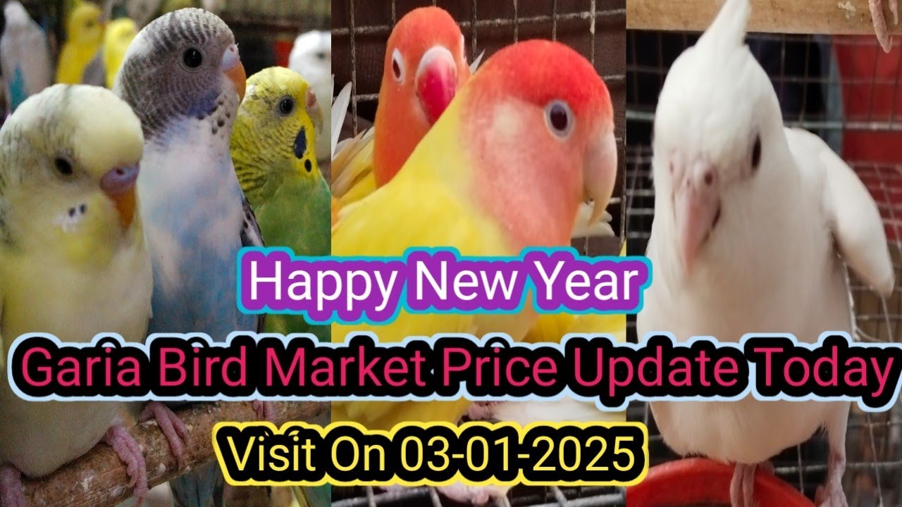 New Year 2025 Garia Bird Market Price Update. Garia Bird Market Price.গড়িয়া পাখির হাঁট 2025