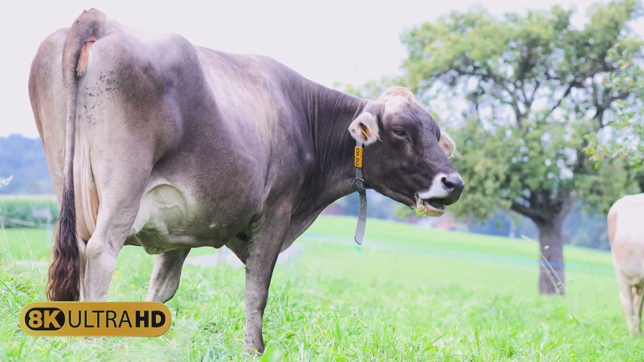 Why Are These Cows So Happy?