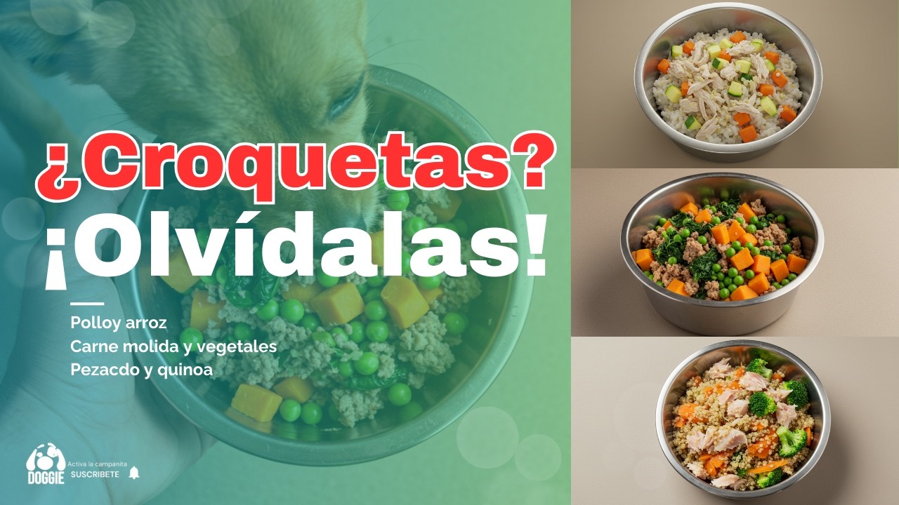Croquetas NO 🚫 Alternativas caseras que tu perro amará 🐾🍲