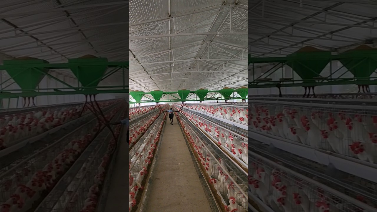 Power ! 3000 kg feed trolley | layer poultry farm me feed kaise dete hai #shorts #layerpoultryfarm