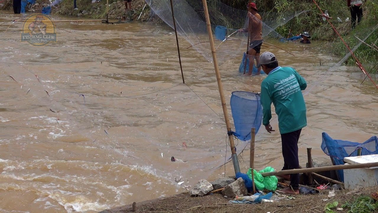 ยกยอสะดุ้งดักปลาน้ำไหลปากคลองท่าข่อย #ยกสะดุ้งปลาขาว #fishing