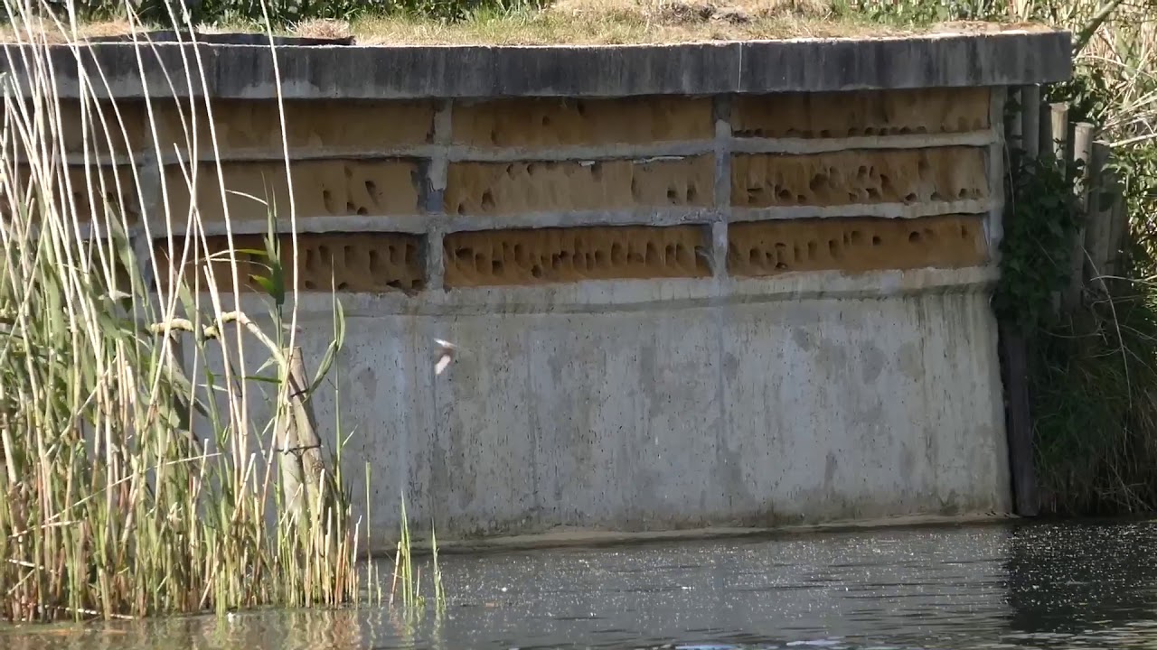 Sand Martins at the nesting bank on the Lagoon