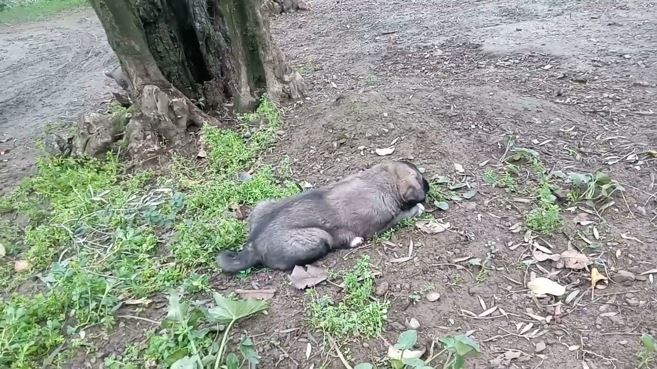 😁DIŞARI TAŞTIK😀