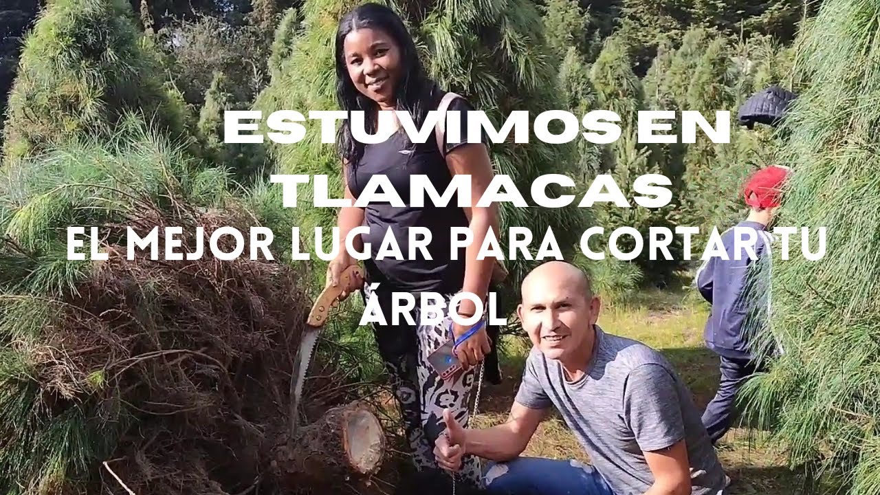 Dónde cortar tu árbol de navidad || Amecameca tlamacas || EDO. MEX