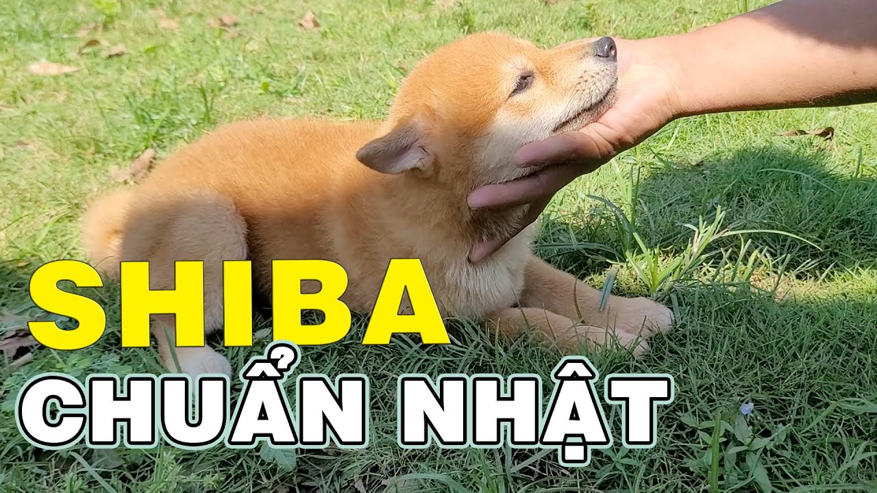 Thăm Trại Chó Shiba Nhập Nhật Bản Chính Gốc Với Quy Mô Chuyên Nghiệp Của Anh Chúc Biên Hoà | Nam Ngô