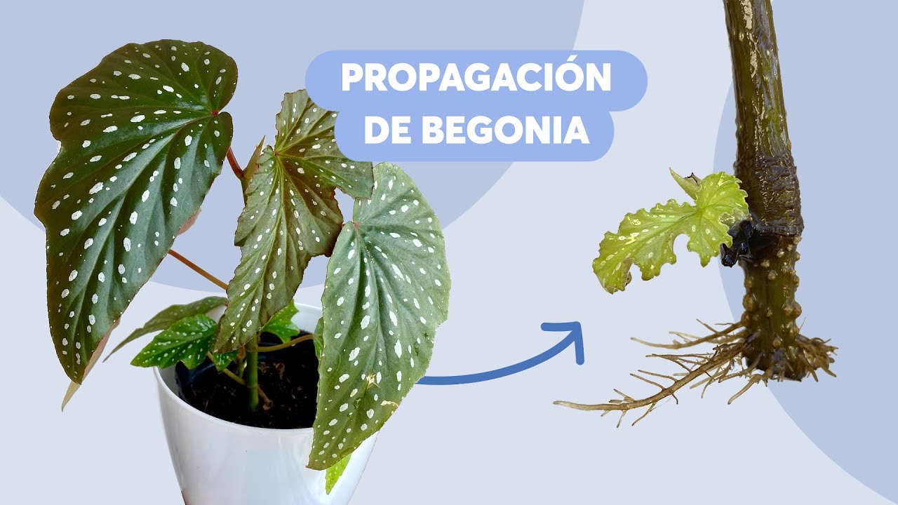 Propagación y cuidados de begonia