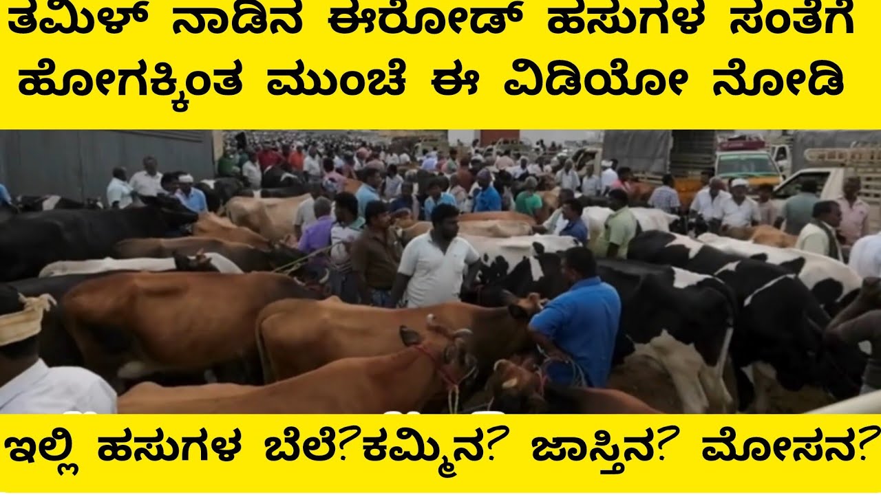 ತಮಿಳ್ ನಾಡಿನ ಈರೋಡ್ ಹಸುಗಳ ಸಂತೆಗೆ ಹೊಗಕ್ಕಿಂತ ಮುಂಚೆ ಈ ವಿಡಿಯೋ ನೋಡಿ | ಬೆಲೆ ಕಮ್ಮಿನ? ಜಾಸ್ತಿನ? ಮೋಸನ? ನೀವೇ ನೋ?
