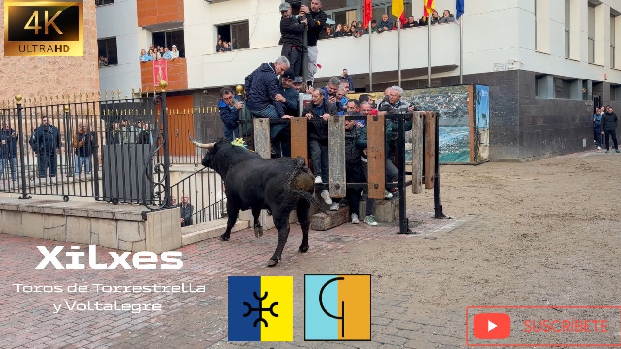 Xilxes‼️ // Toros de Torrestrella y Voltalegre 🐂 // 4K Video // 17-01-2026