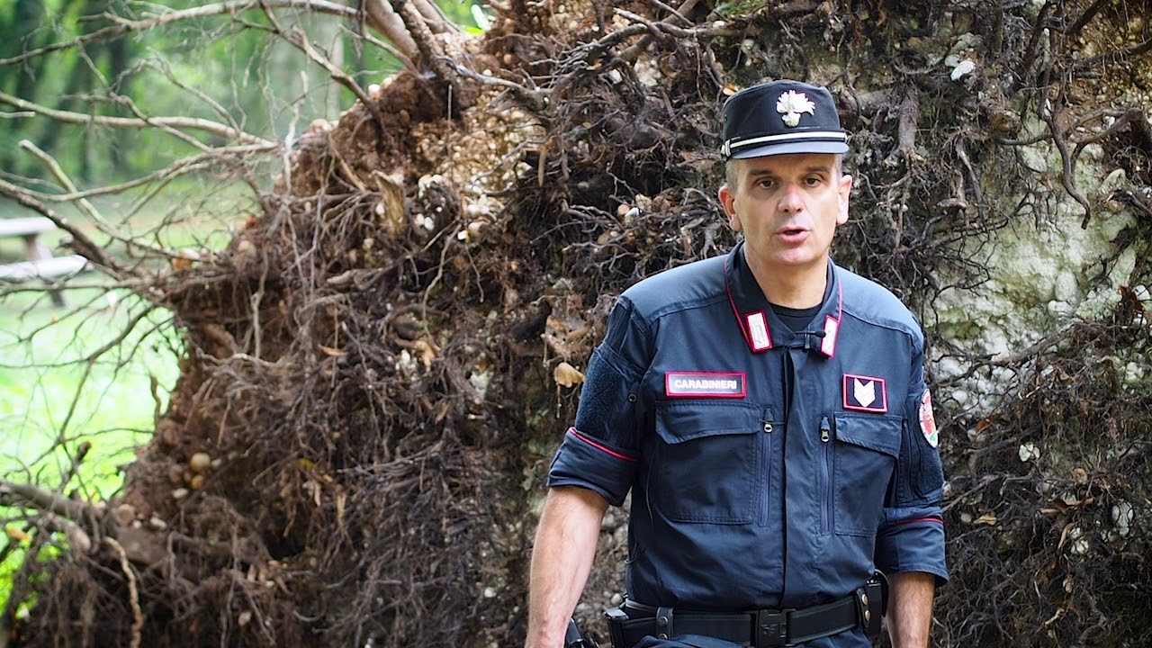 Life Bosco Fontana: eradicazione di Quercus rubra con incremento di legno morto - Fabio Mazzocchi