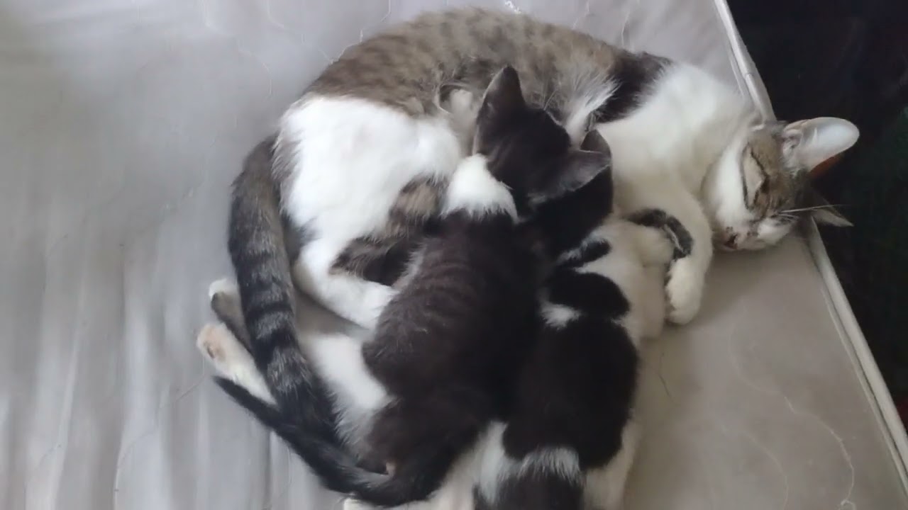 Cat meow meow sleepy on bedtime