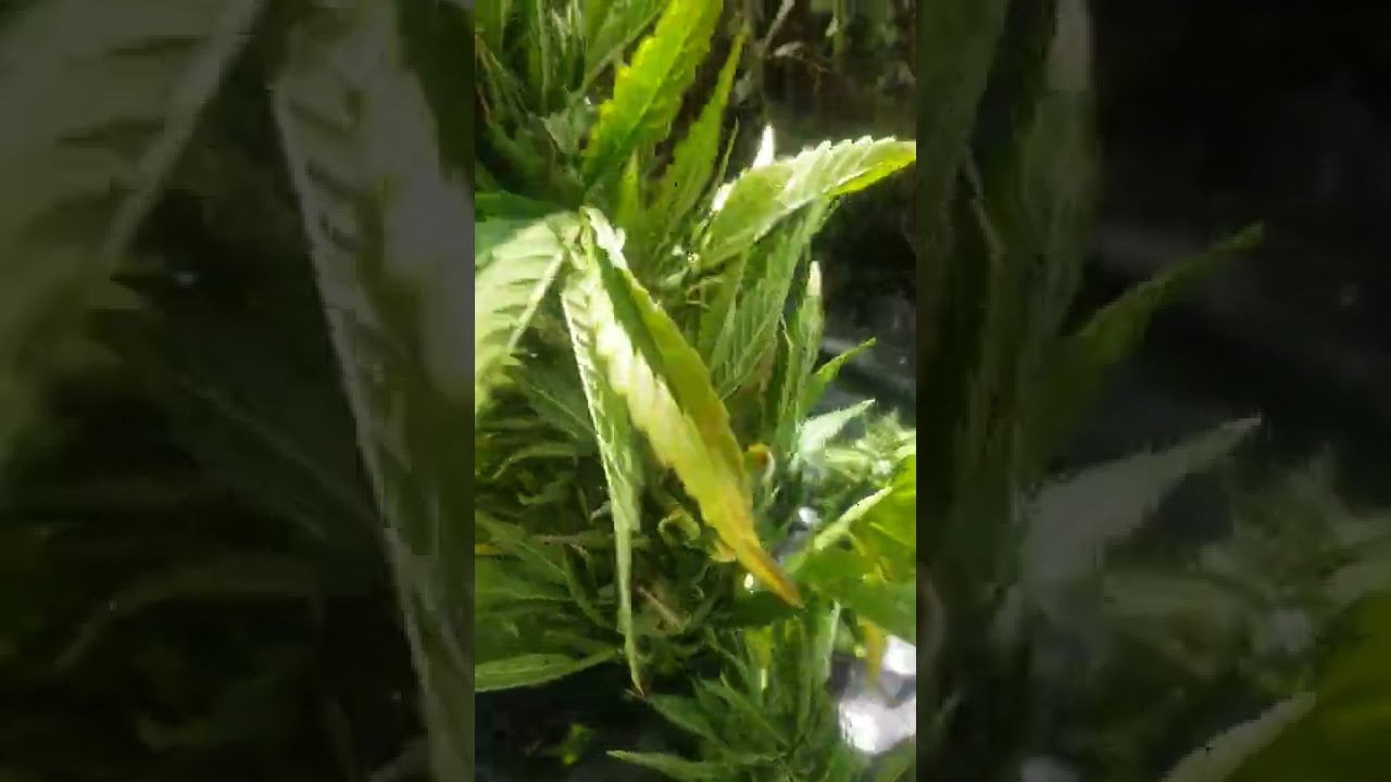 Autoflower harvest outdoor uk guerrilla grow 2022! Harvest time!!
