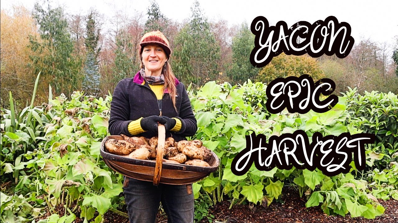 Growing YACON UK - MASSIVE HARVEST from 2 plants - Tubers & Rhizomes