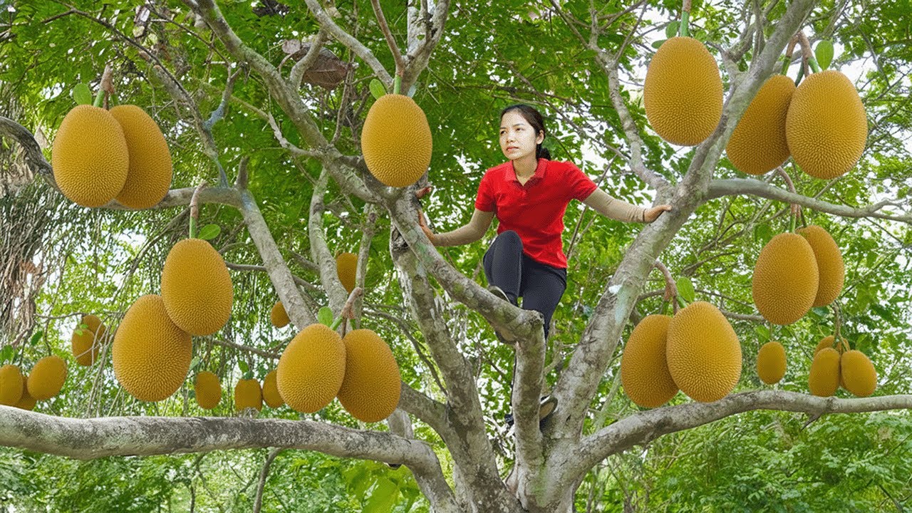 Harvest Jackfruit: Carrying 50kg Giant Fruits from the Tree to Sell at the market