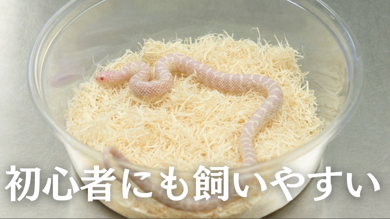 【人気急上昇中】初心者にも飼いやすいキングスネークを紹介します!!