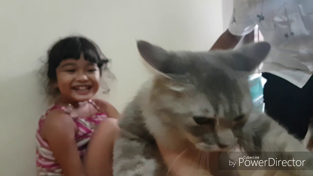Kucing angora lucu teman bermain Hanum || Funny Kitten