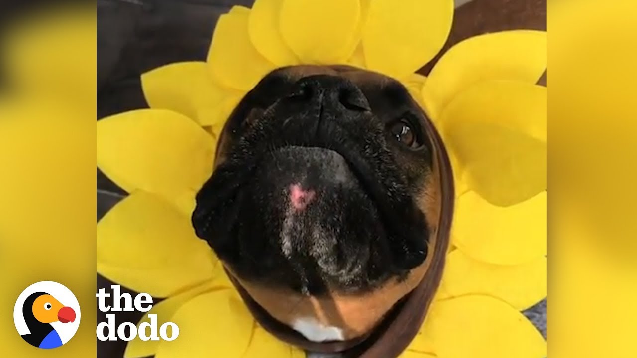 4 Reasons Why Boxer Dogs Are the Weirdest (But the Cutest) | The Dodo