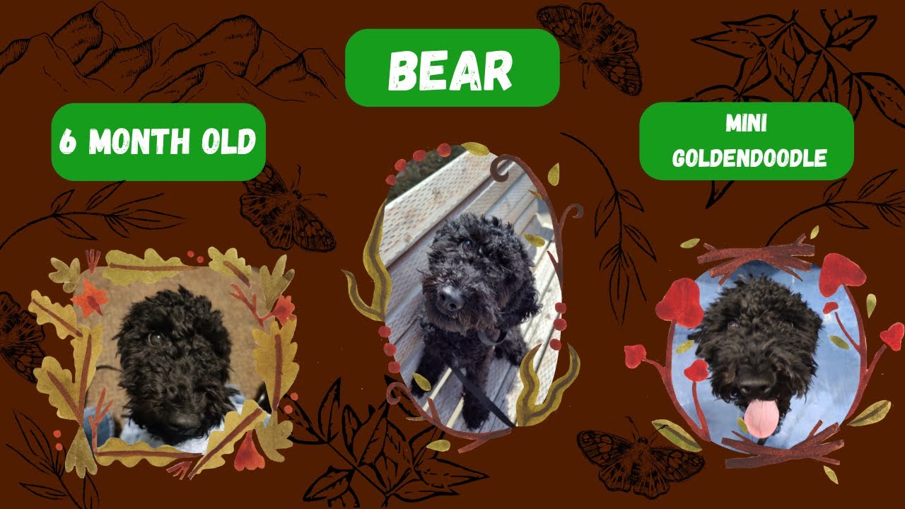 Holladay Dog Trainers ||| OLK9 Utah ||| 5 Month Old Golden Doodle, Bear