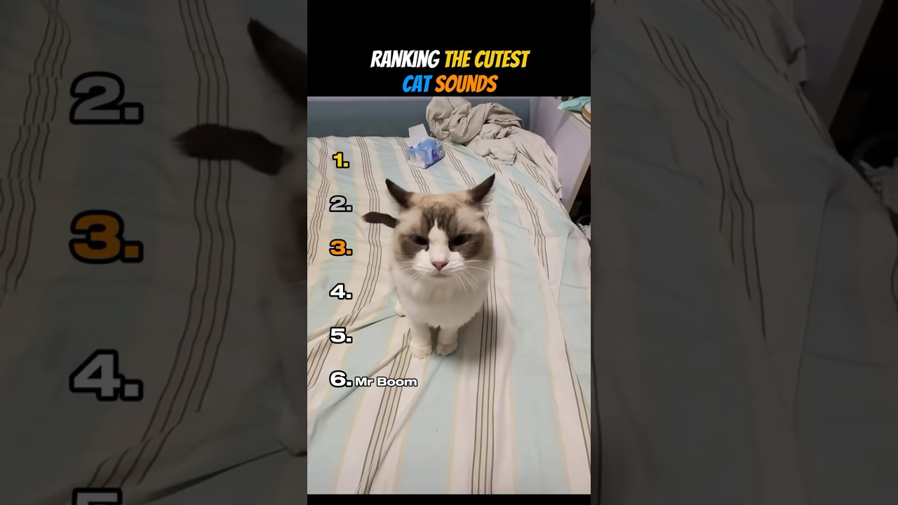 Ranking The Cutest Cat Sounds