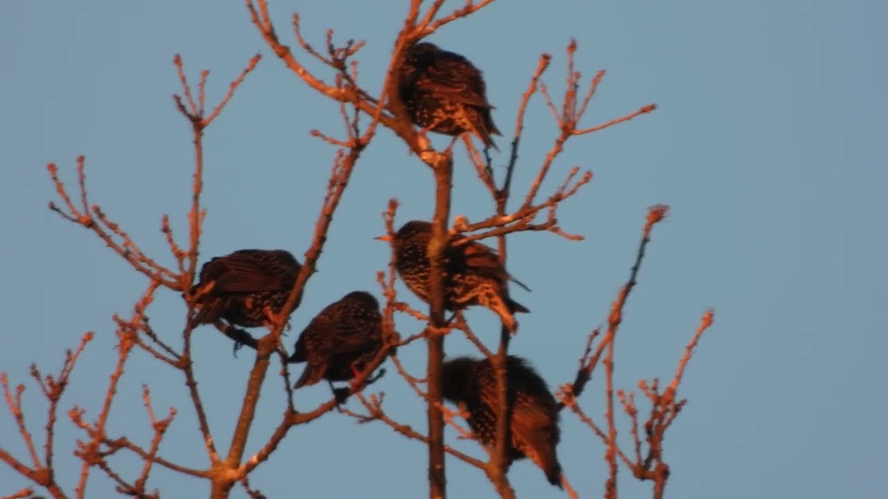 Réserve Naturelle et Nationale Baie de Saint Brieuc  Côtes d'Armor