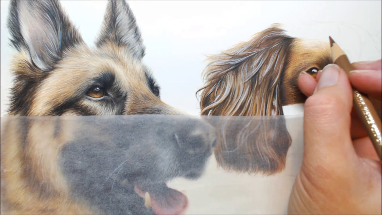 German Shepherd & Springer Spaniel Drawing in Colour Pencils | Pet Portrait
