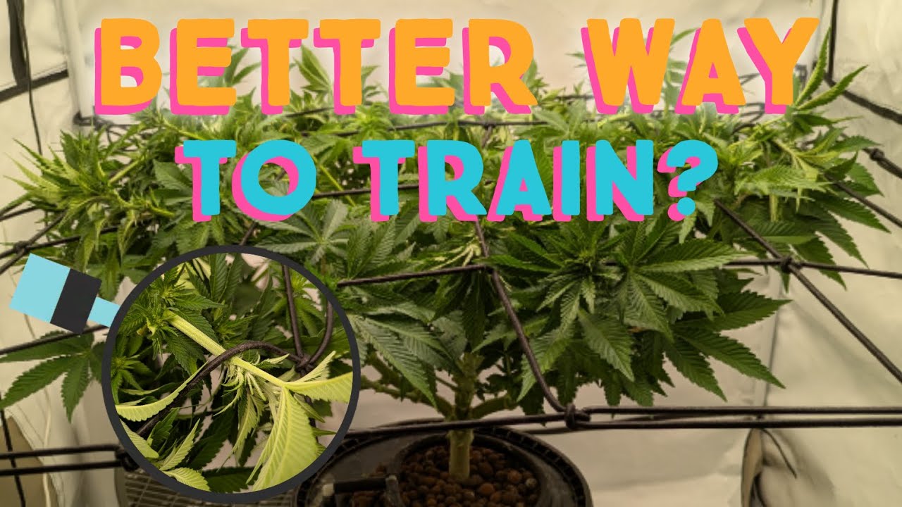 Scrog VS Mainlining - Training: Day One