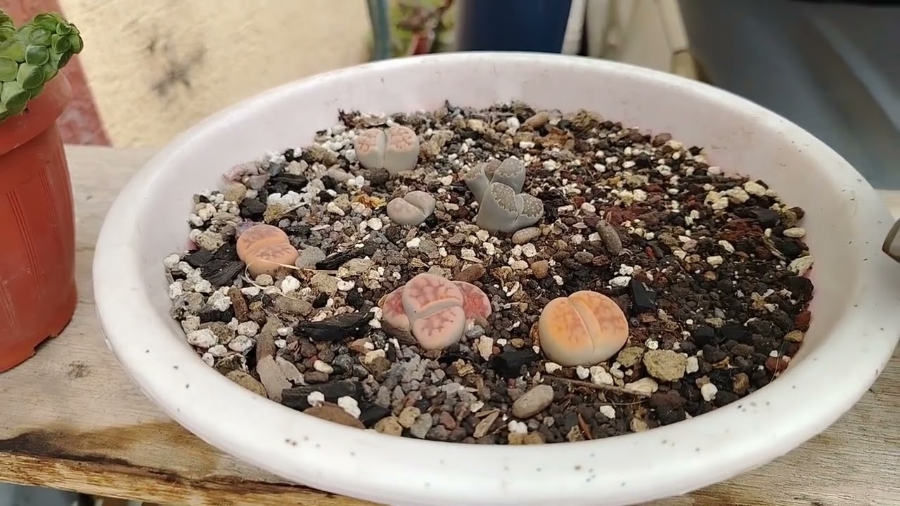 Asi esta mi JARDÍN HOY 28 de Noviembre 20z5