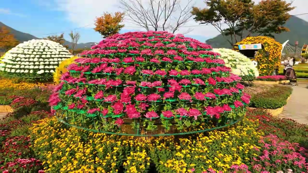2025 10 31 양산 황산공원 국화축제   댑싸리 동영상