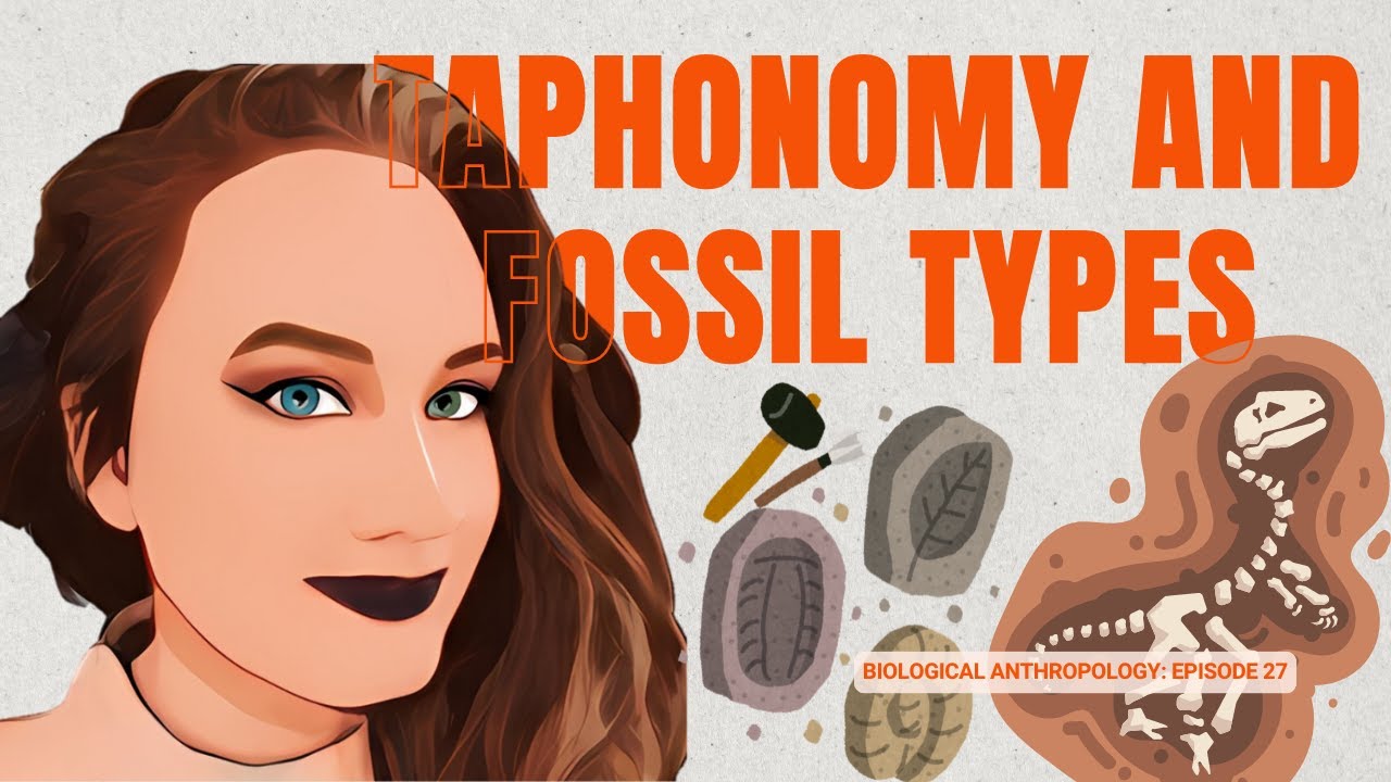 DR H EXPLAINS: Taphonomy and Fossil Types