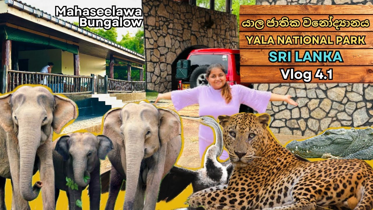 Yala National Park 4.1 - Sri Lanka 🇱🇰 | 5 Days in Yala Mahaseelawa Bungalow - Vlog 59