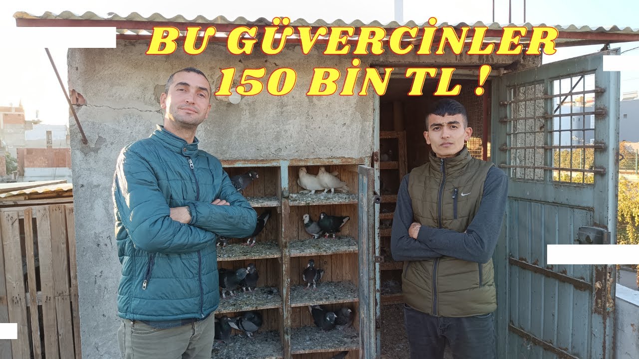 Adana Hürriyet Mahallesin'de Güvercin Beslemek Çakır'ın Kuşları - Sergen Tosun