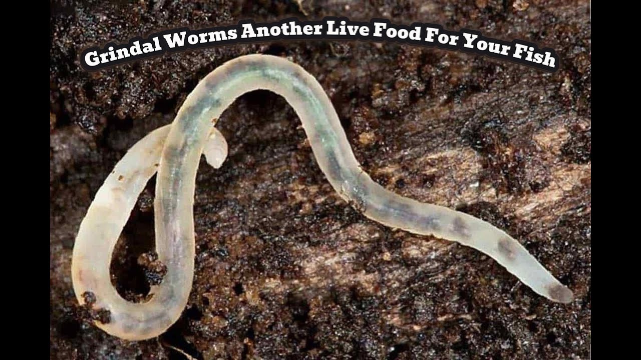 Unboxing of Set Up of a Grindal Worms Culture