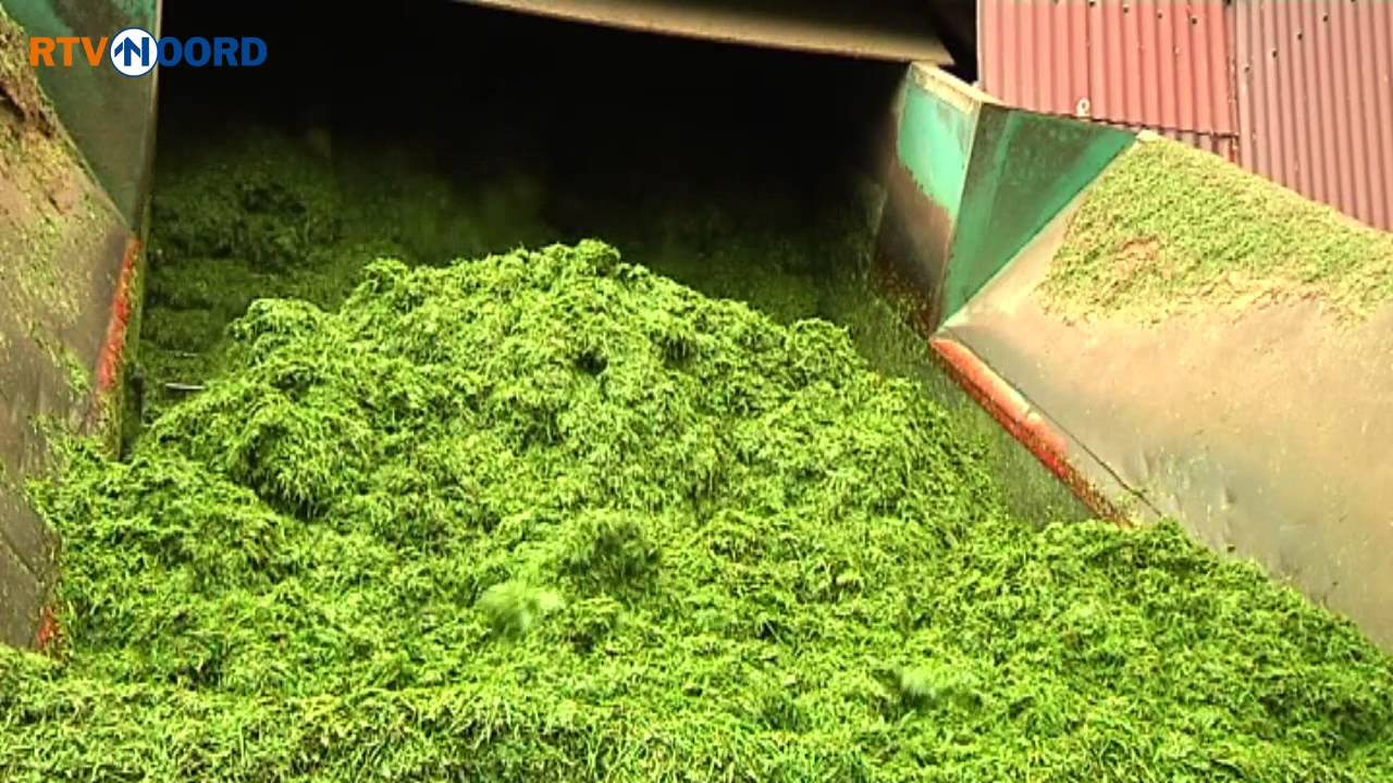 Het gras blijft maar komen - RTV Noord