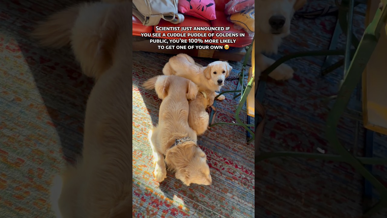 Breaking news !!! #goldenretreiver #dog #breakingnews #shorts