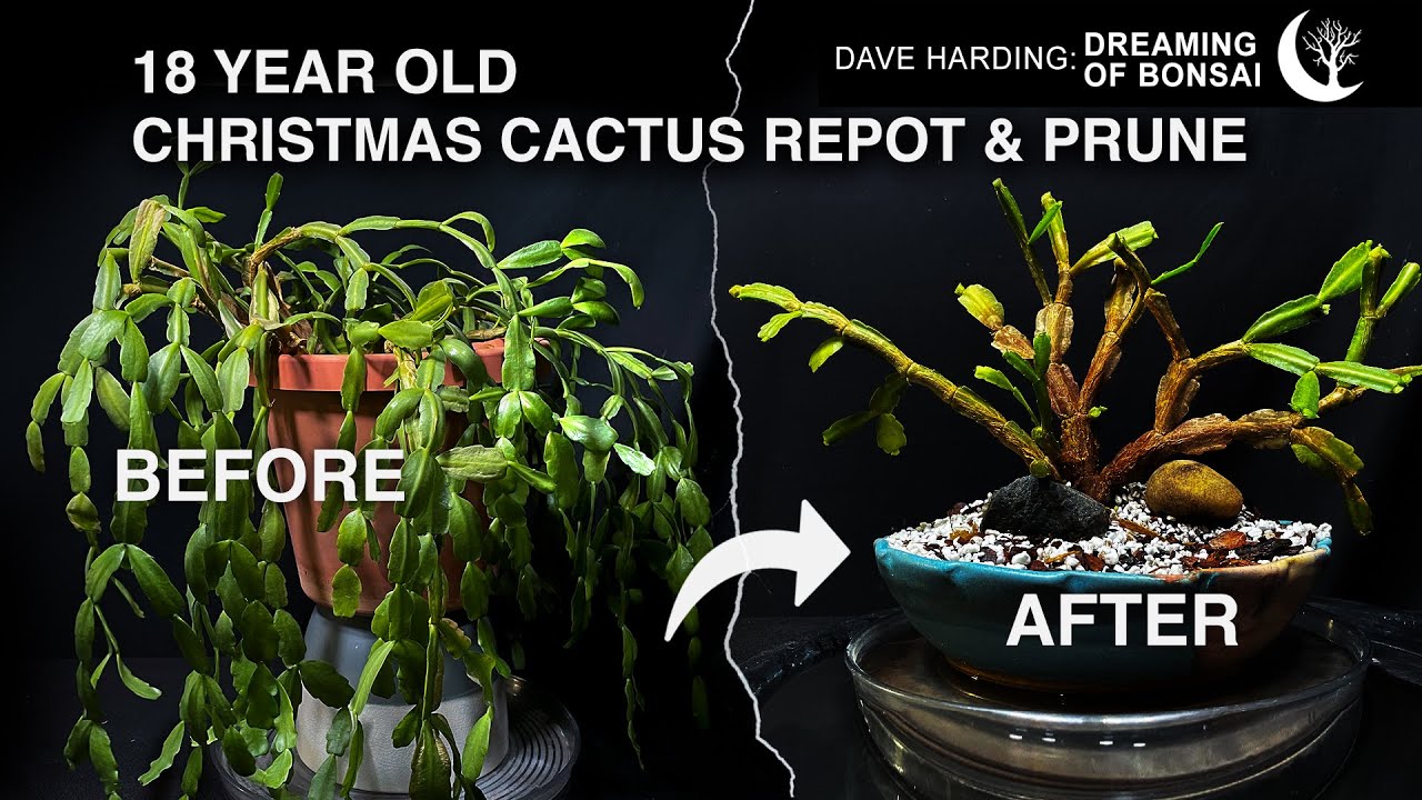 18 Year Old Christmas Cactus Repot & Prune, July 2025