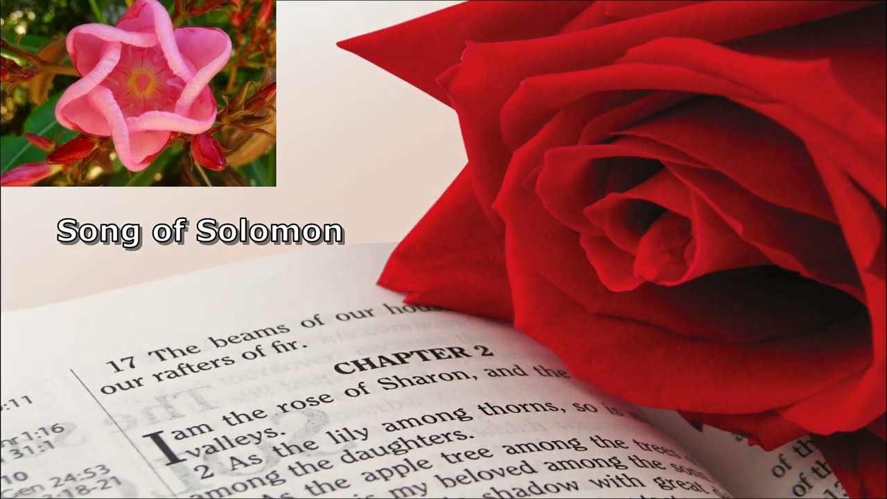 Rose of Sharon (Lyric Video) - Saviour